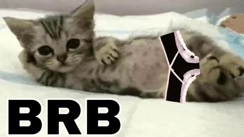 miko3 online show from March 31, 9:48 pm