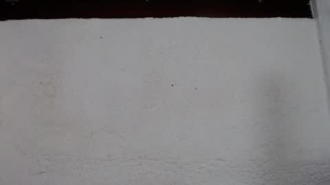 aliss online show from November 6, 12:33 pm