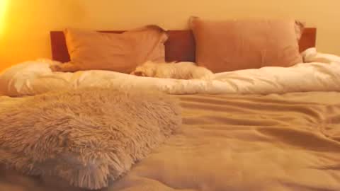 Andra online show from February 4, 3:15 pm