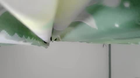 bongga_kaday online show from September 9, 2:33 am