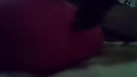 candy online show from September 29, 9:31 pm