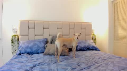 even_scoty online show from October 25, 12:24 pm