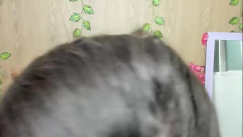 Jenelotizz online show from February 15, 1:08 am