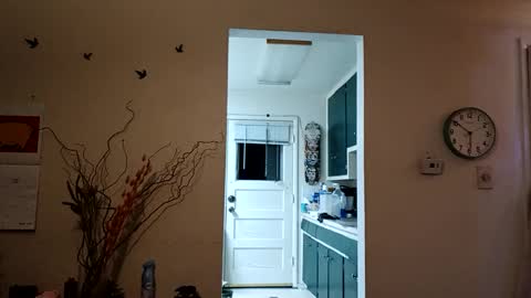 lacybell online show from March 8, 11:45 am