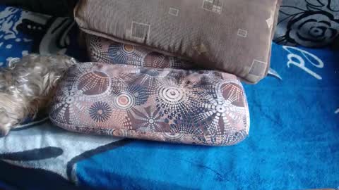 Lilly  online show from March 1, 10:59 am