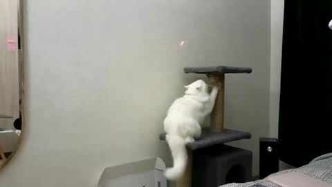 Nova online show from November 26, 7:37 pm