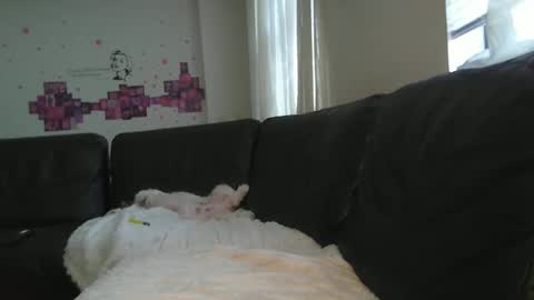 paybarbi online show from October 3, 5:18 pm