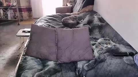 Lana online show from March 9, 2:26 am