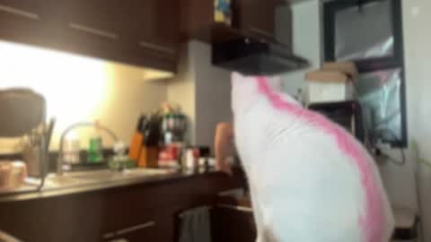 Ziggy ziggy-   online show from July 6, 12:38 am