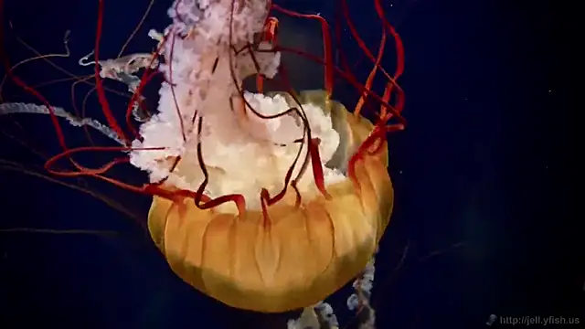 streamy test12 online show from September 15, 10:56 am