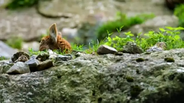 streamy test13 online show from November 27, 3:04 pm