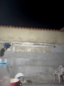 Leo bunny hot online show from February 22, 2:01 am