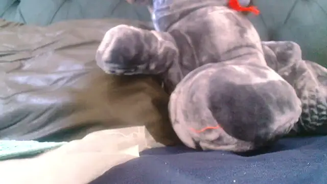 Sexy PureFire online show from November 14, 2:00 am