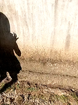 keobong-00 online show from November 30, 7:56 am