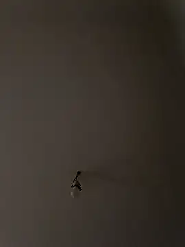 labellerose online show from March 25, 6:11 pm