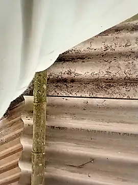 hey-bana online show from December 17, 3:33 am