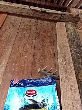 dakota-kis online show from April 6, 5:08 am