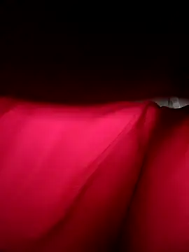 Hoa-tuylip online show from April 11, 6:30 am