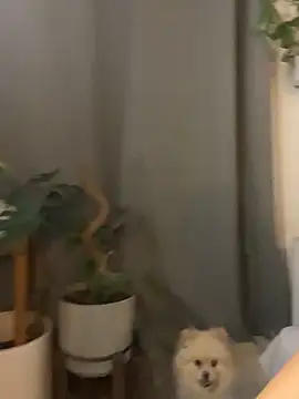 LilEuphoria online show from April 18, 4:26 am